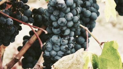 Deneme Bonusu Sartlari: Bilinmesi Gerekenler